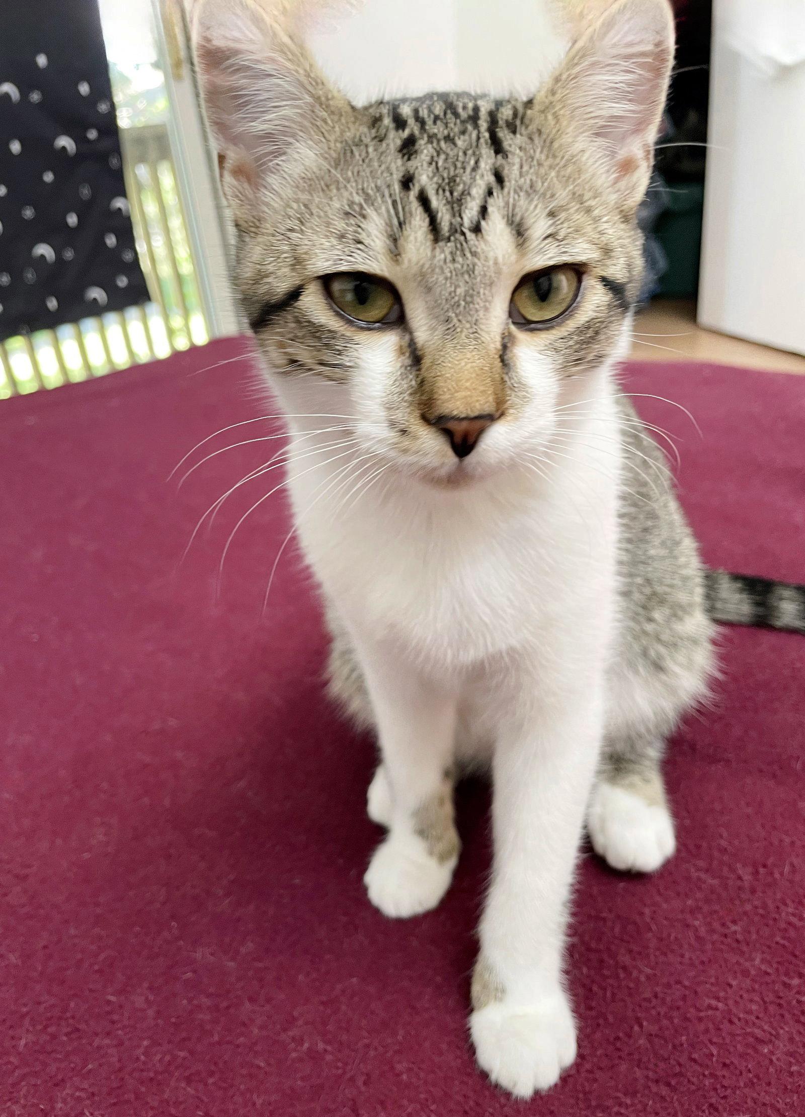 Sunny, Adoptable, Kitten Female Tabby.