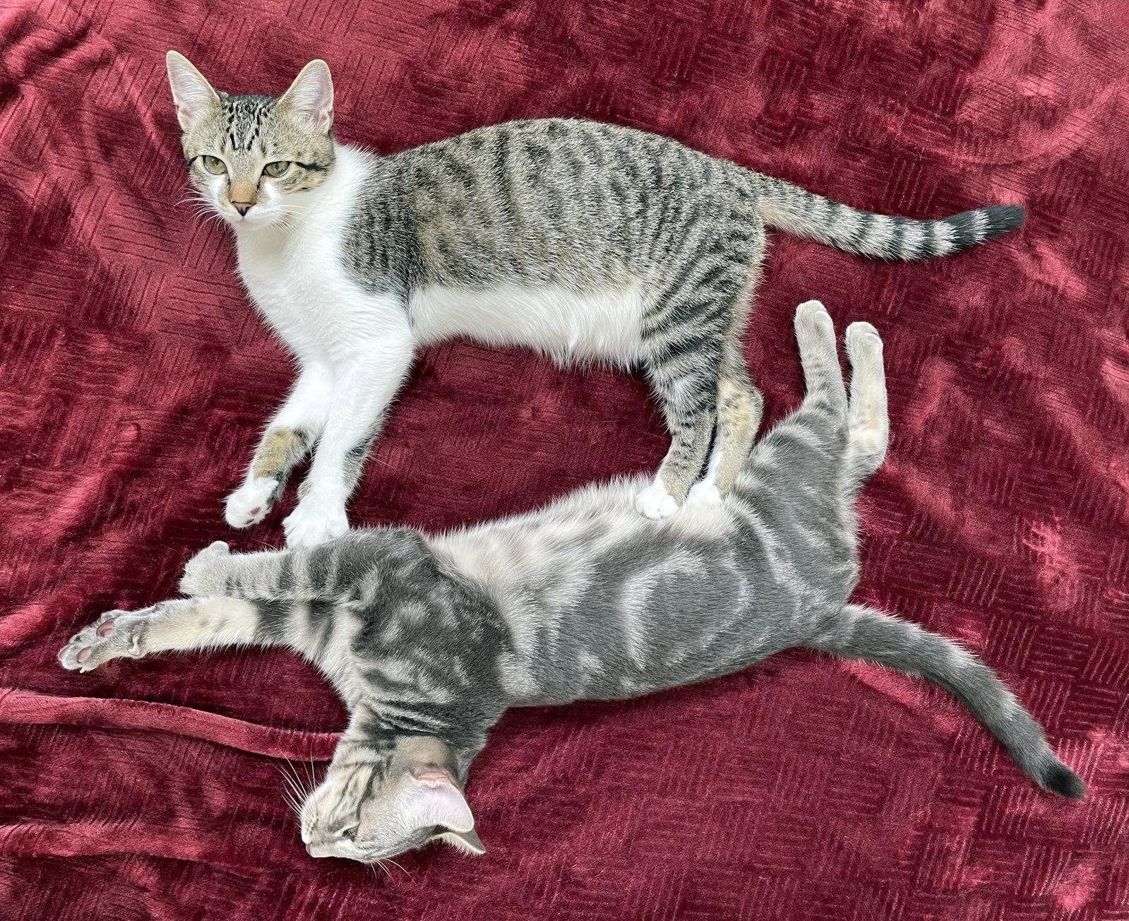 Enlarge Sunny, a Adoptable Tabby in Alameda, CA image 2/3