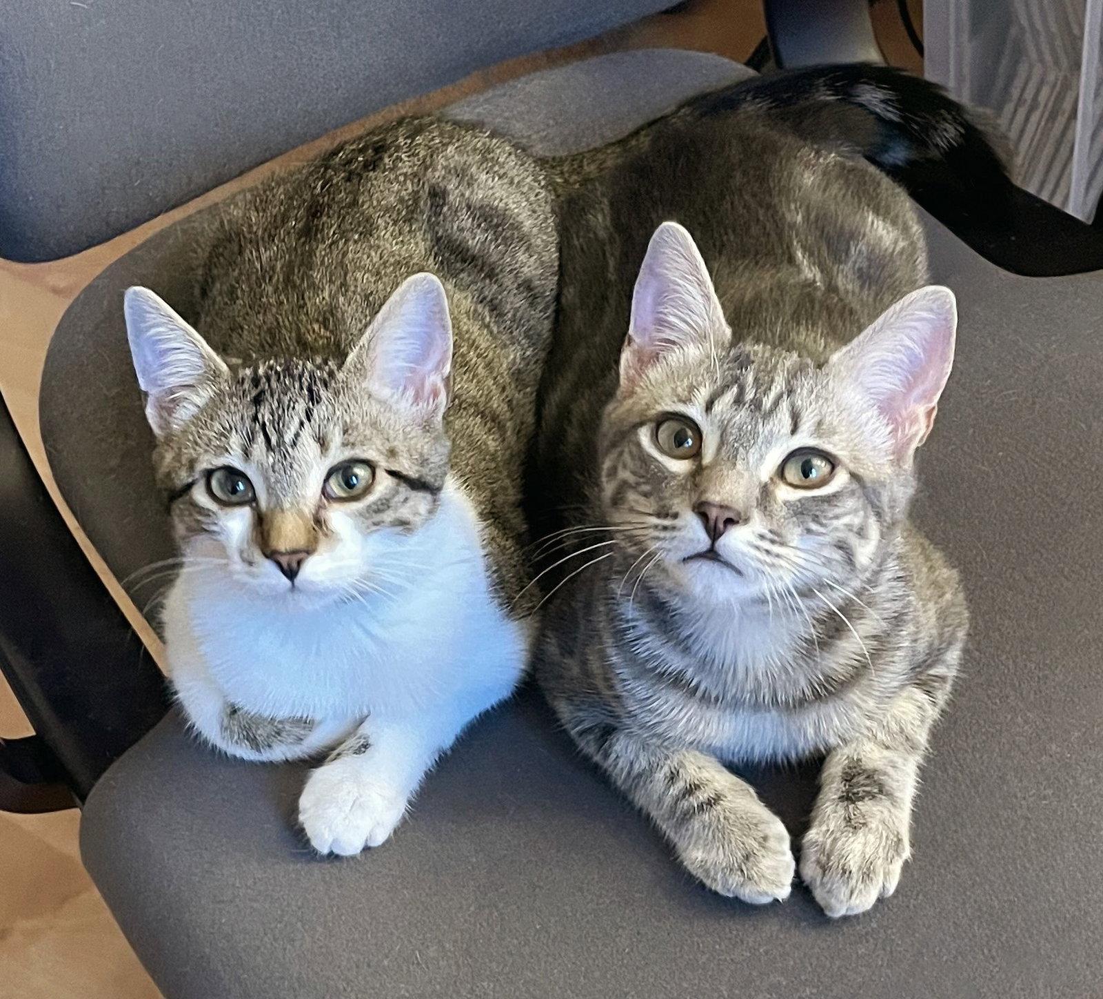 Enlarge Sunny, a Adoptable Tabby in Alameda, CA image 3/3