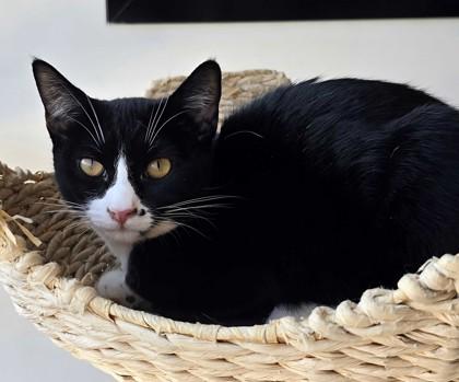 Peep, Adoptable, Young Female Domestic Short Hair & Domestic Short Hair.