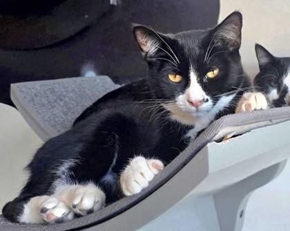 Peep, Adoptable, Young Female Domestic Short Hair & Domestic Short Hair.