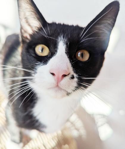 Enlarge Peep, a Adoptable Domestic Short Hair in Encinitas, CA image 2/3