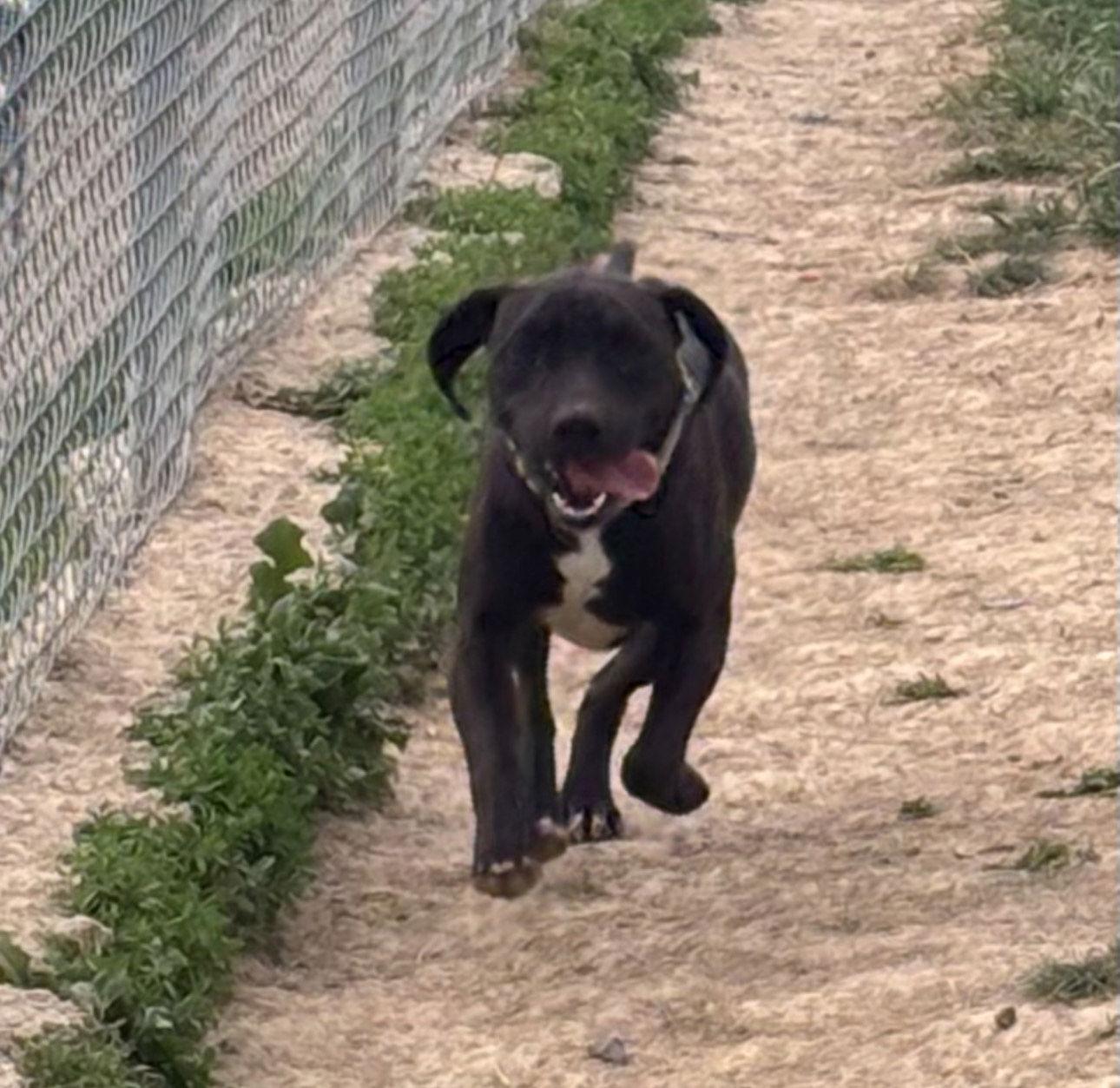 Enlarge Diego, a Adoptable mixed breed in Rutledge, TN image 1/1