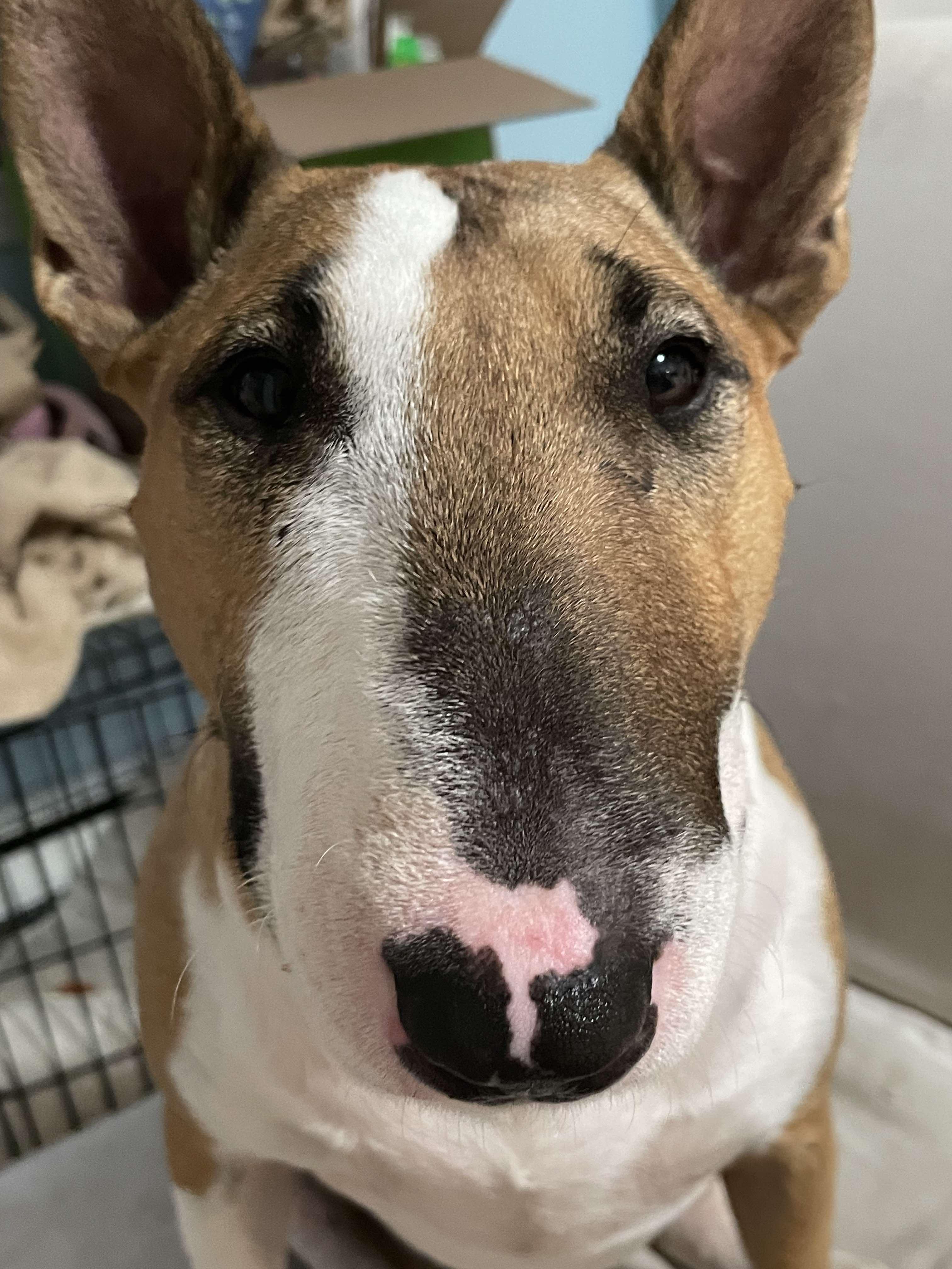 Enlarge 24-063 Juno, a Adoptable Bull Terrier in Amherst, MA image 2/6