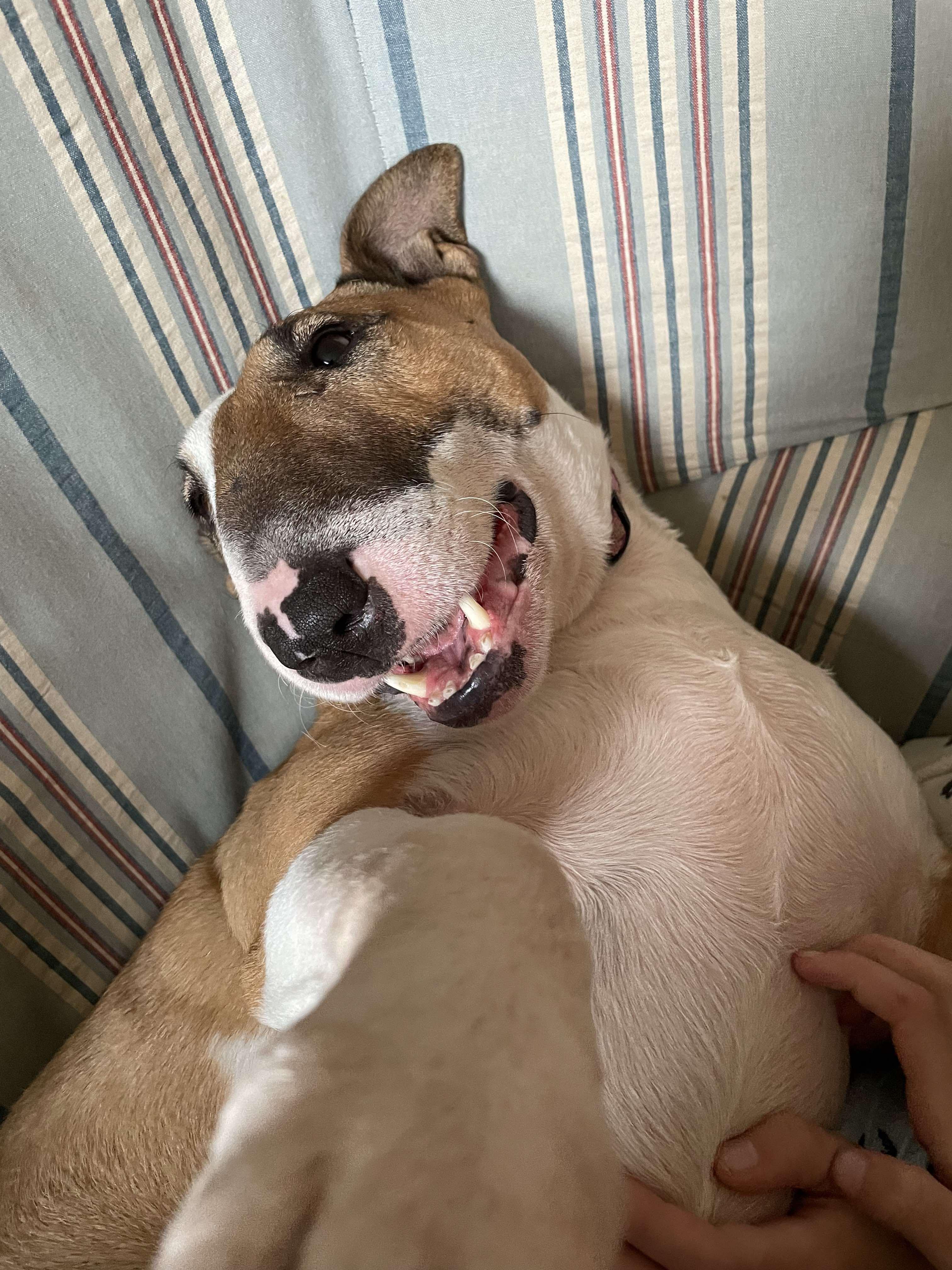 Enlarge 24-063 Juno, a Adoptable Bull Terrier in Amherst, MA image 3/6