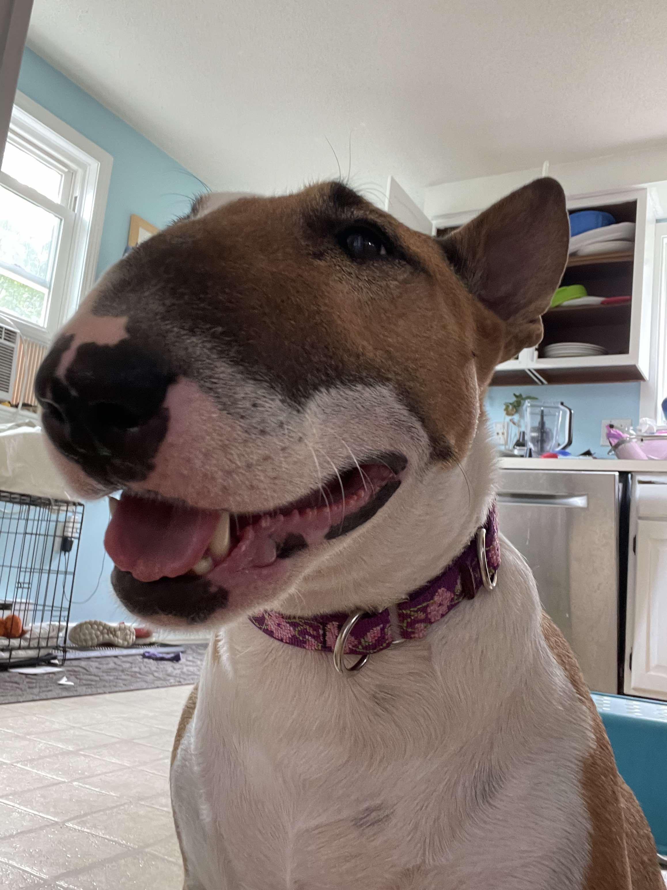 Enlarge 24-063 Juno, a Adoptable Bull Terrier in Amherst, MA image 5/6