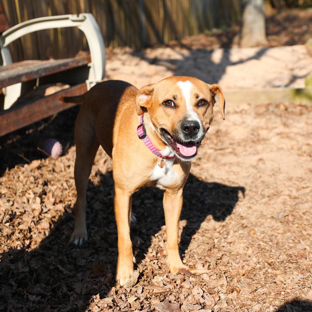 Dumpling, Adoptable, Adult Female Mixed Breed & Hound.