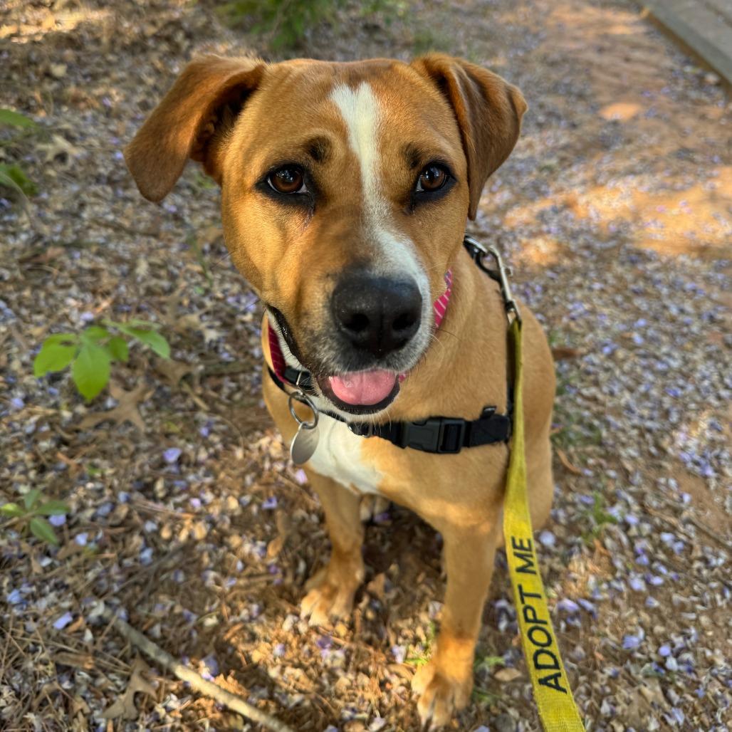 Enlarge Dumpling, a Adoptable mixed breed in Greensboro, GA image 1/6