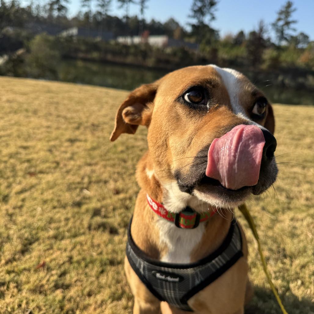 Enlarge Dumpling, a Adoptable mixed breed in Greensboro, GA image 2/5