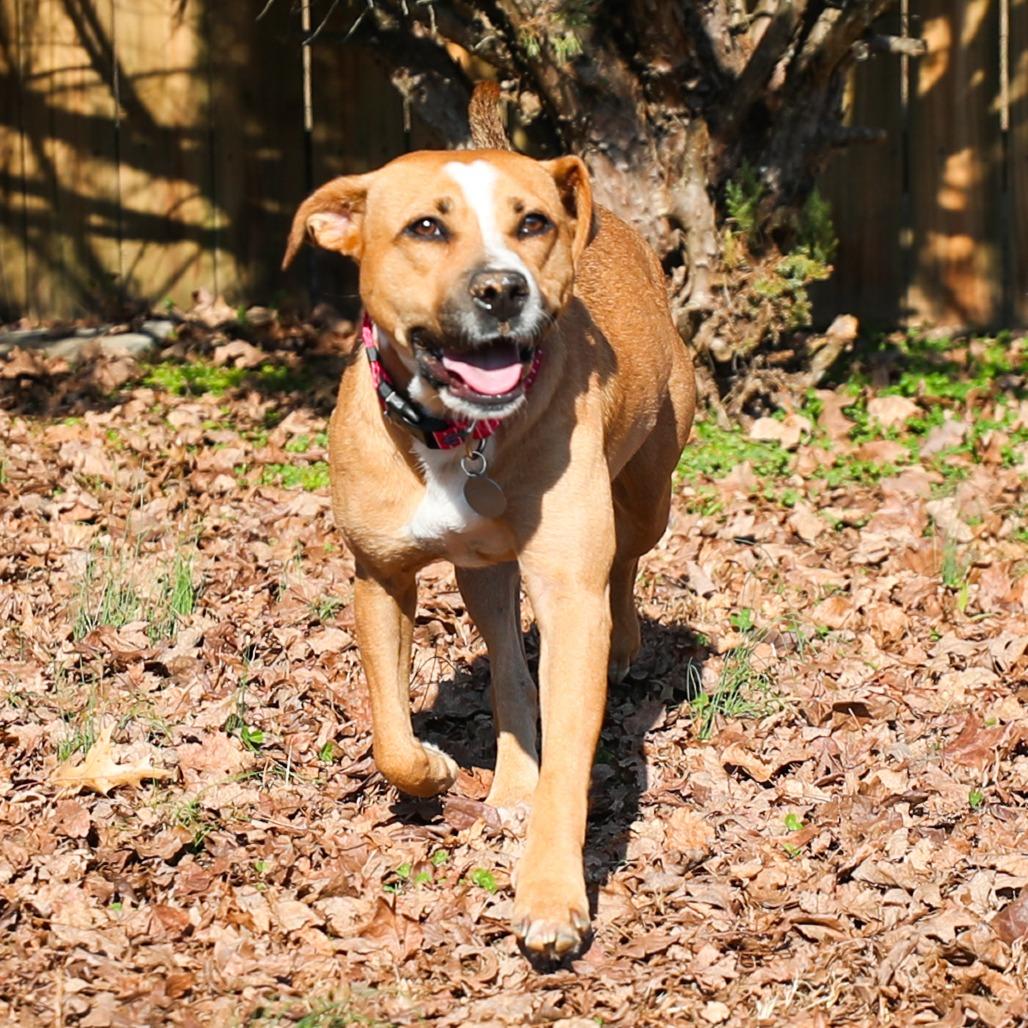 Dumpling, Adoptable, Adult Female Mixed Breed & Hound.