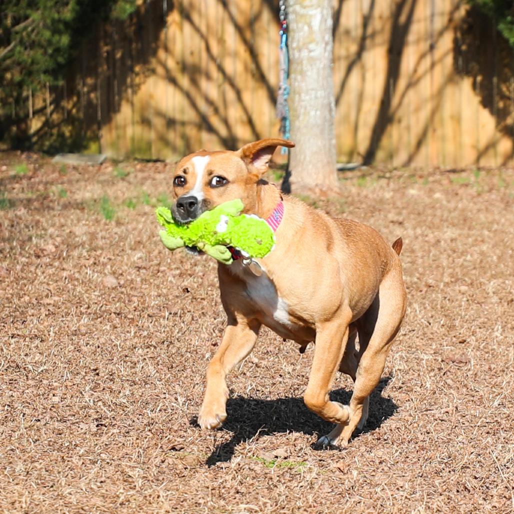 Enlarge Dumpling, a Adoptable mixed breed in Greensboro, GA image 4/5