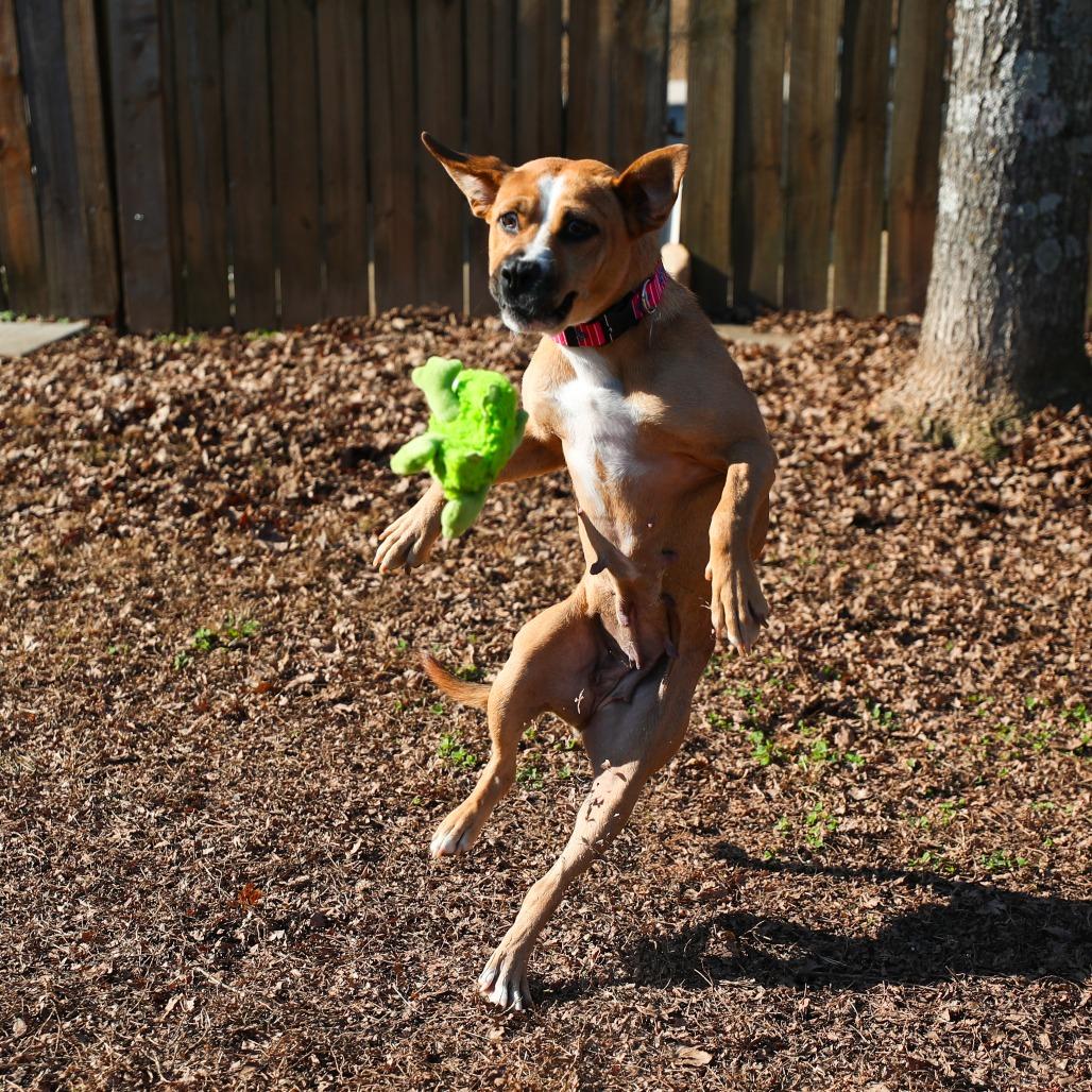 Enlarge Dumpling, a Adoptable mixed breed in Greensboro, GA image 5/5