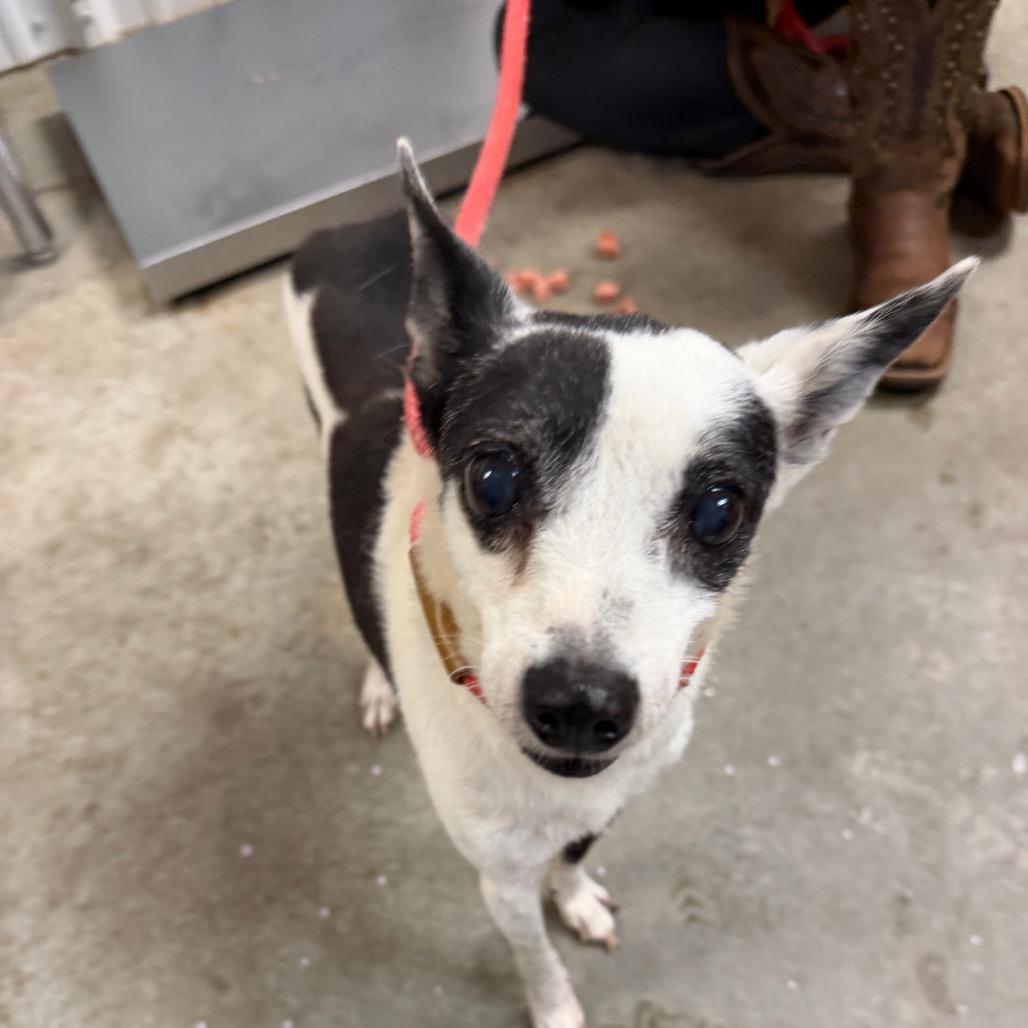 Enlarge Snoopy, a Adoptable Chihuahua in Emporia, KS image 1/6