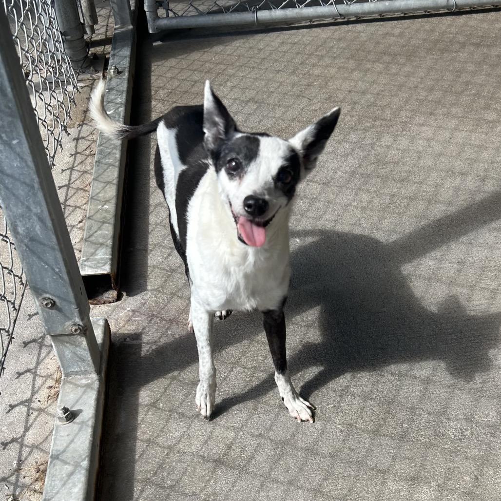 Enlarge Snoopy, a Adoptable Chihuahua in Emporia, KS image 2/6