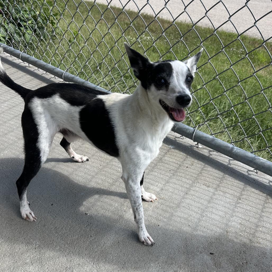 Enlarge Snoopy, a Adoptable Chihuahua in Emporia, KS image 3/6