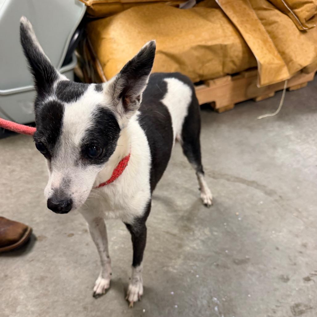Enlarge Snoopy, a Adoptable Chihuahua in Emporia, KS image 4/6