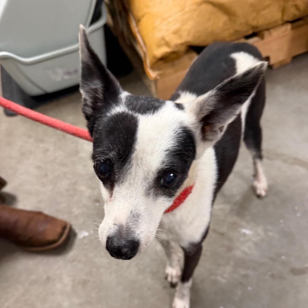 Enlarge Snoopy, a Adoptable Chihuahua in Emporia, KS image 5/6