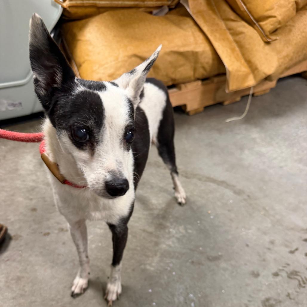 Enlarge Snoopy, a Adoptable Chihuahua in Emporia, KS image 6/6