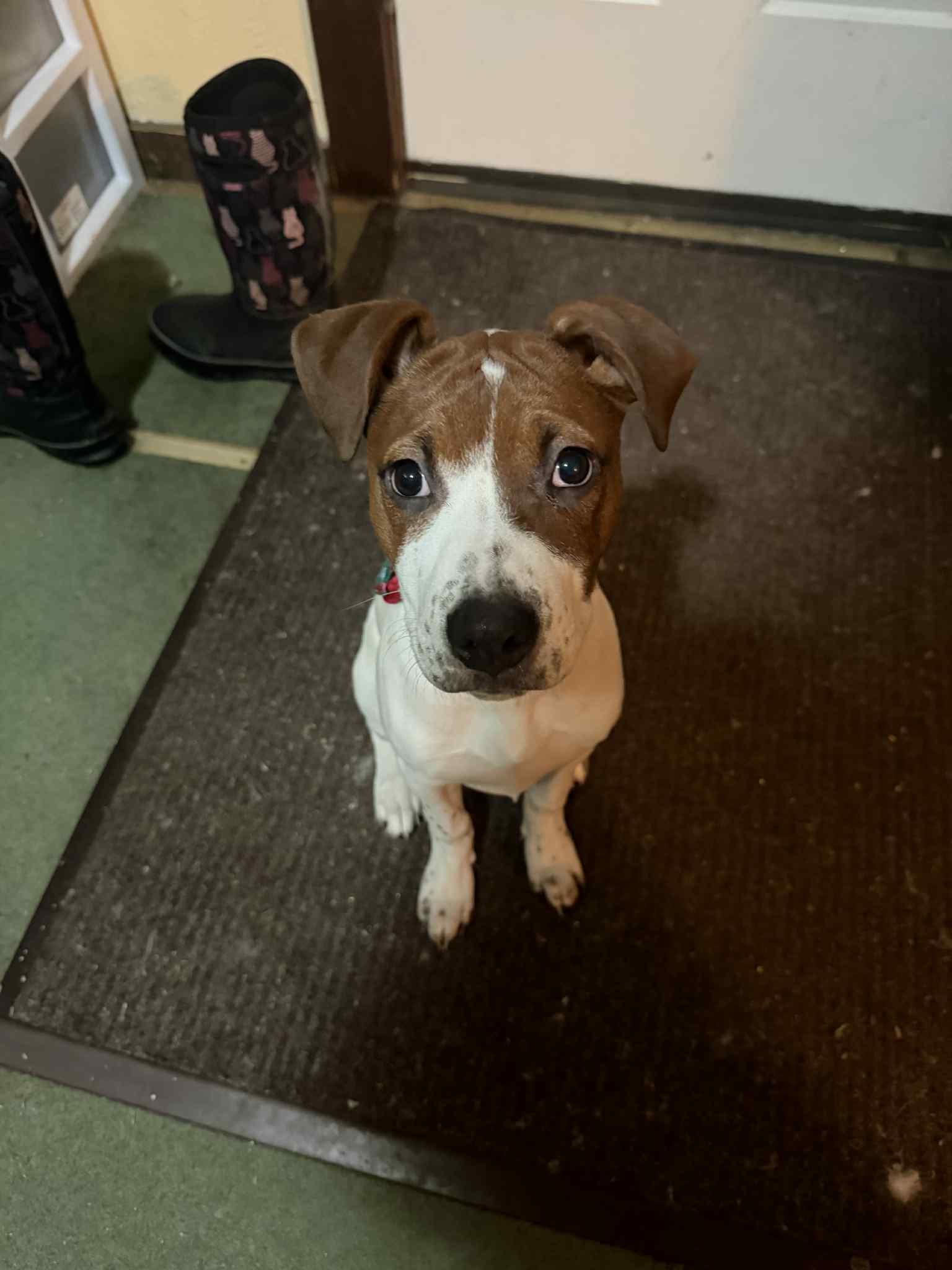 Enlarge Josie, an adopted mixed breed in Randolph Center, VT image 3/5