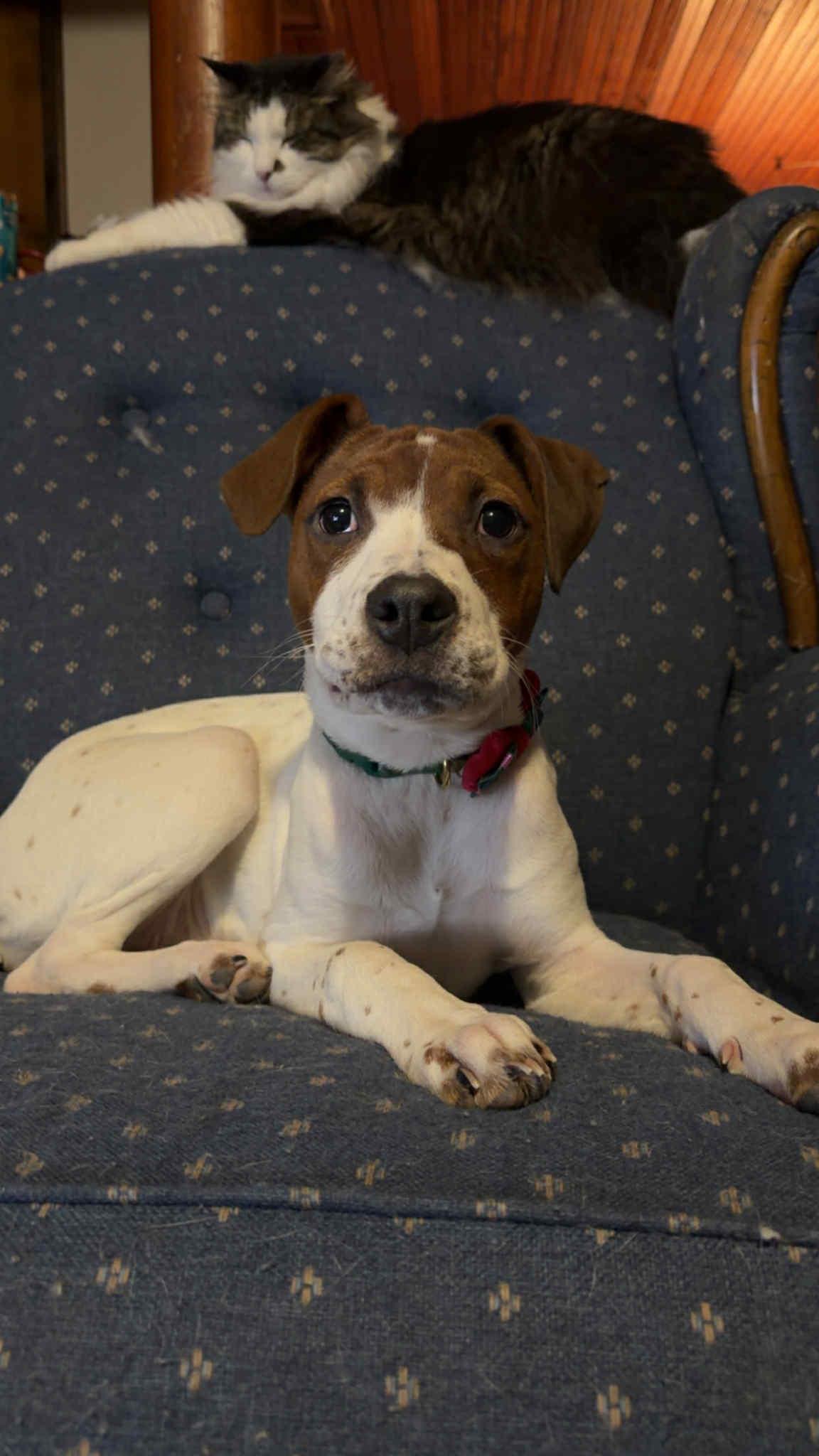 Enlarge Josie, an adopted mixed breed in Randolph Center, VT image 2/5