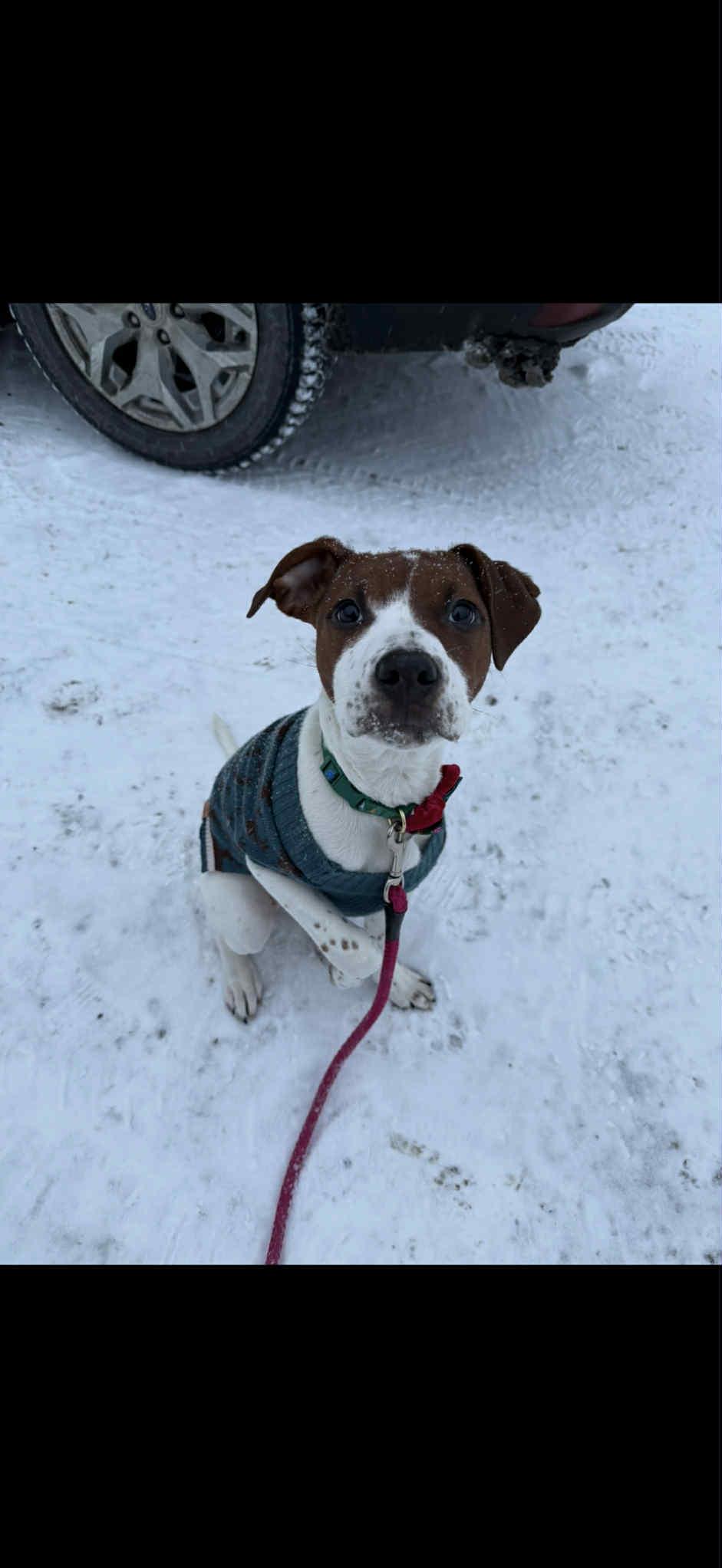 Enlarge Josie, an adopted mixed breed in Randolph Center, VT image 1/5