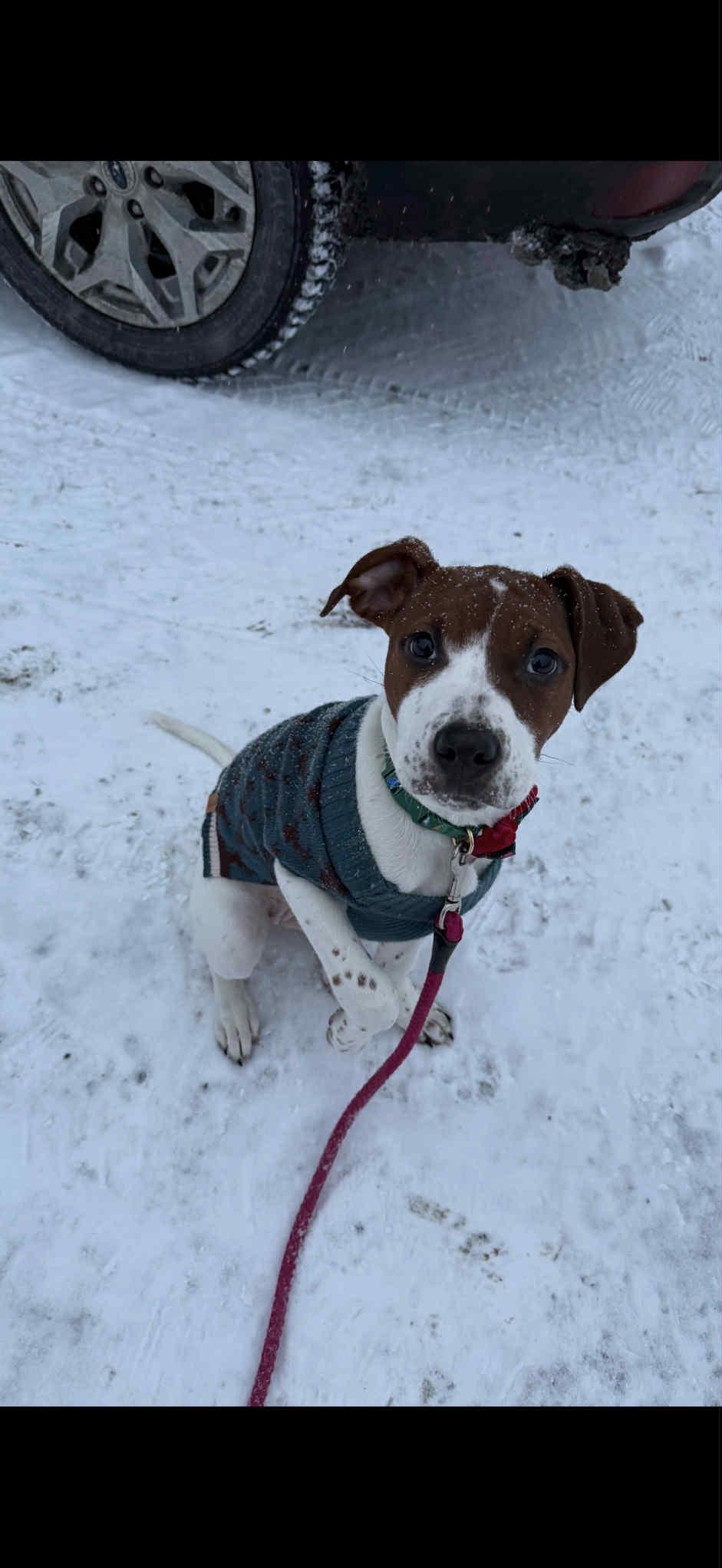Enlarge Josie, an adopted mixed breed in Randolph Center, VT image 4/5