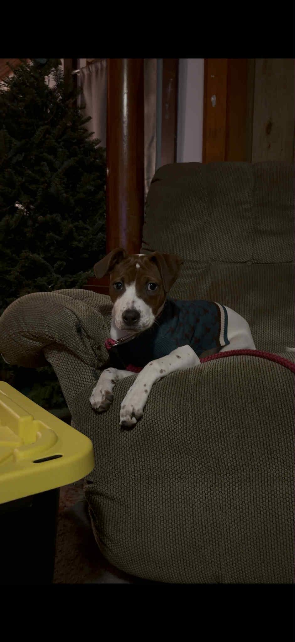 Enlarge Josie, an adopted mixed breed in Randolph Center, VT image 5/5