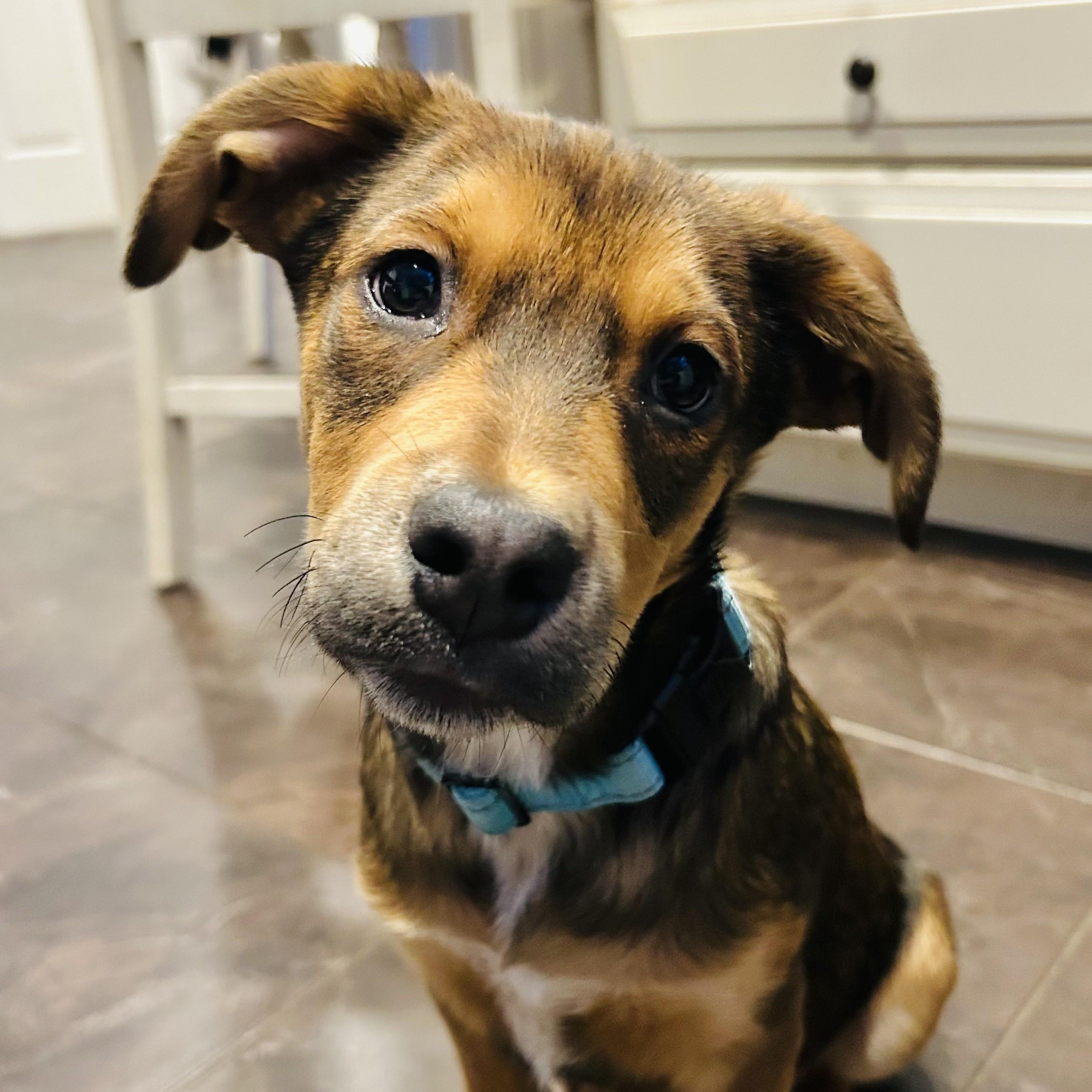 Connor, Adoptable, Puppy Male Shepherd.