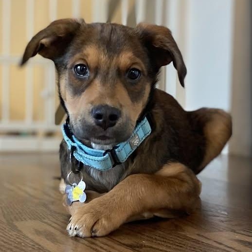 Enlarge Connor, a Adoptable mixed breed in Albany, NY image 1/6