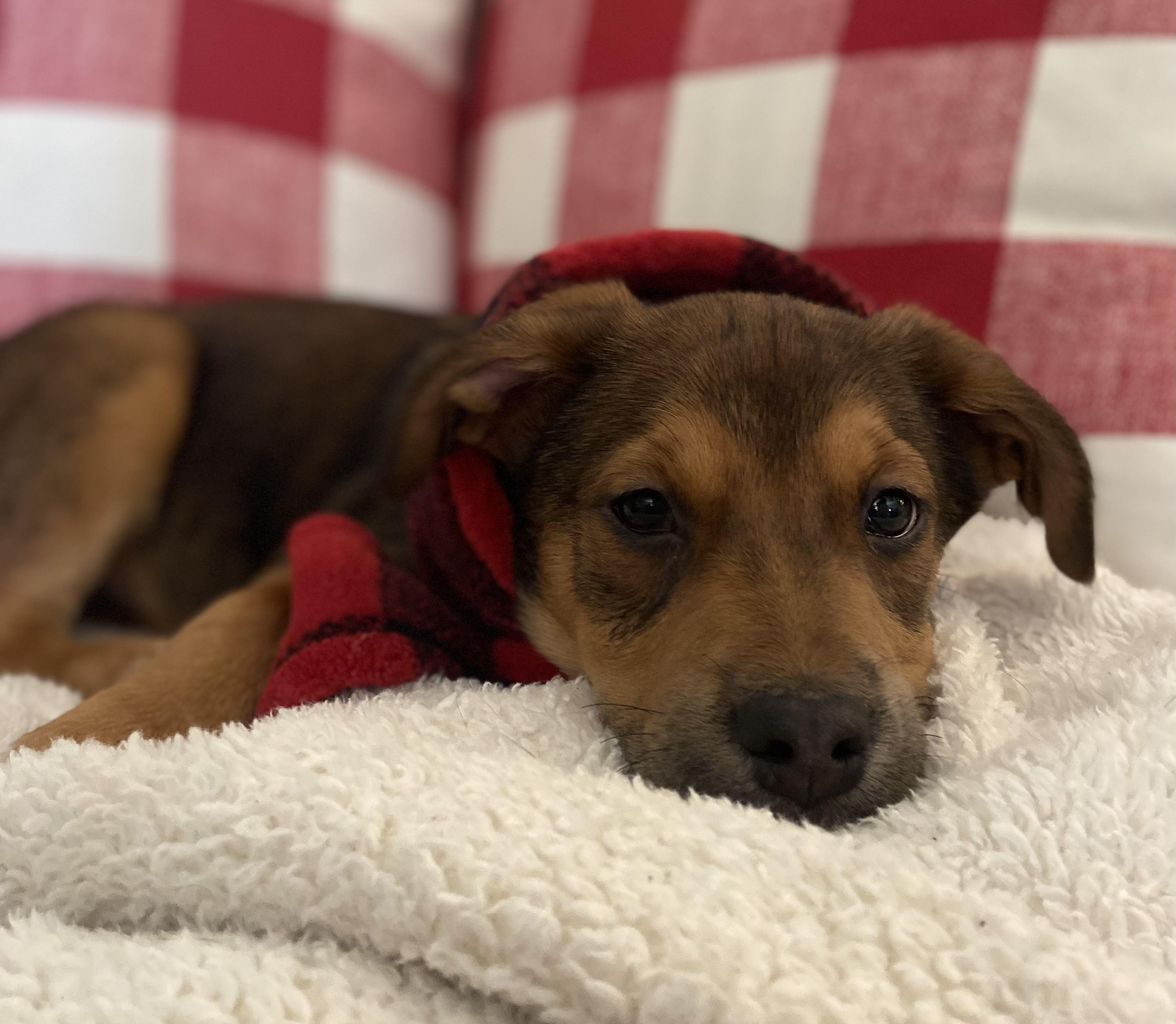 Enlarge Connor, a Adoptable mixed breed in Albany, NY image 6/6