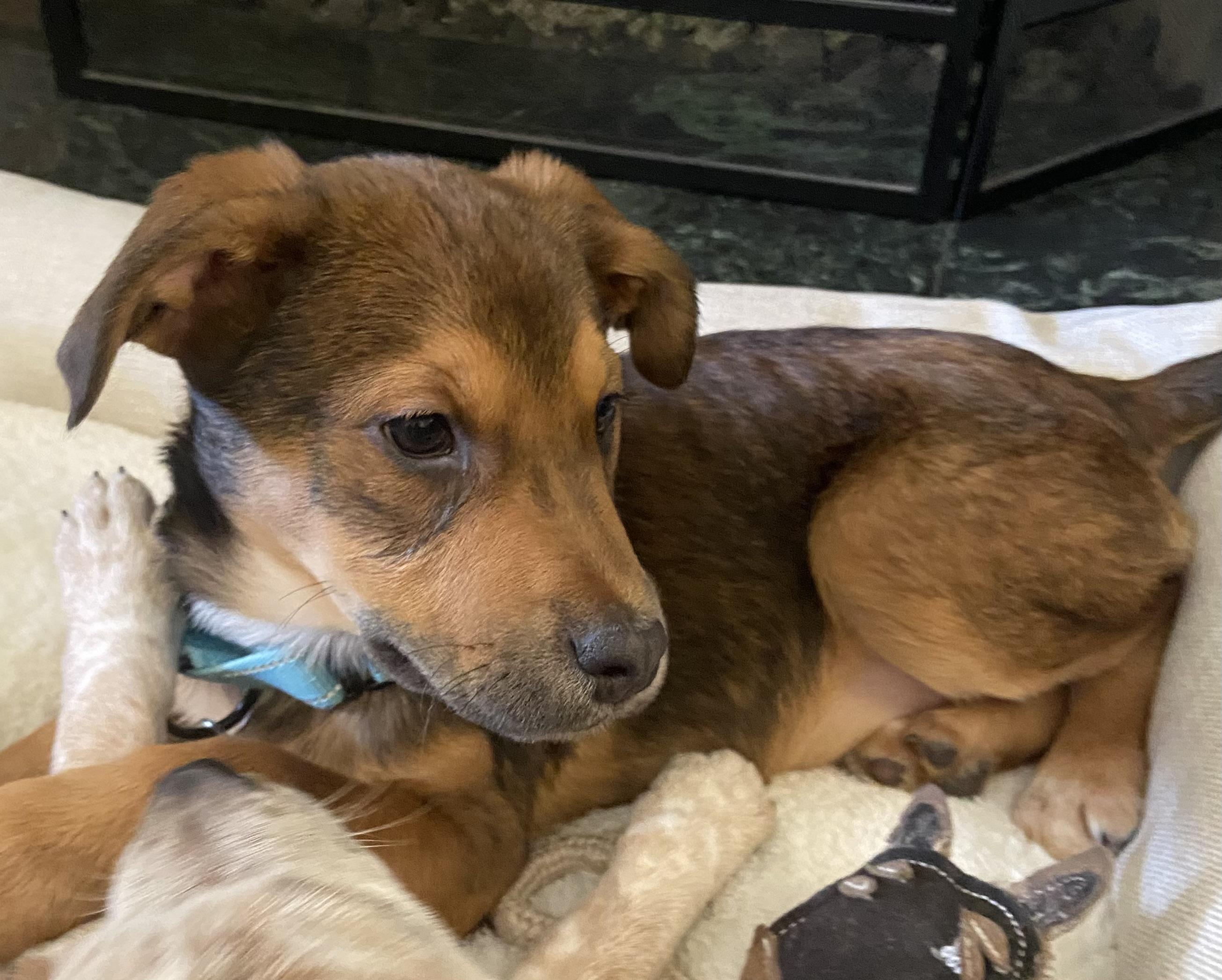 Enlarge Connor, a Adoptable mixed breed in Albany, NY image 5/6