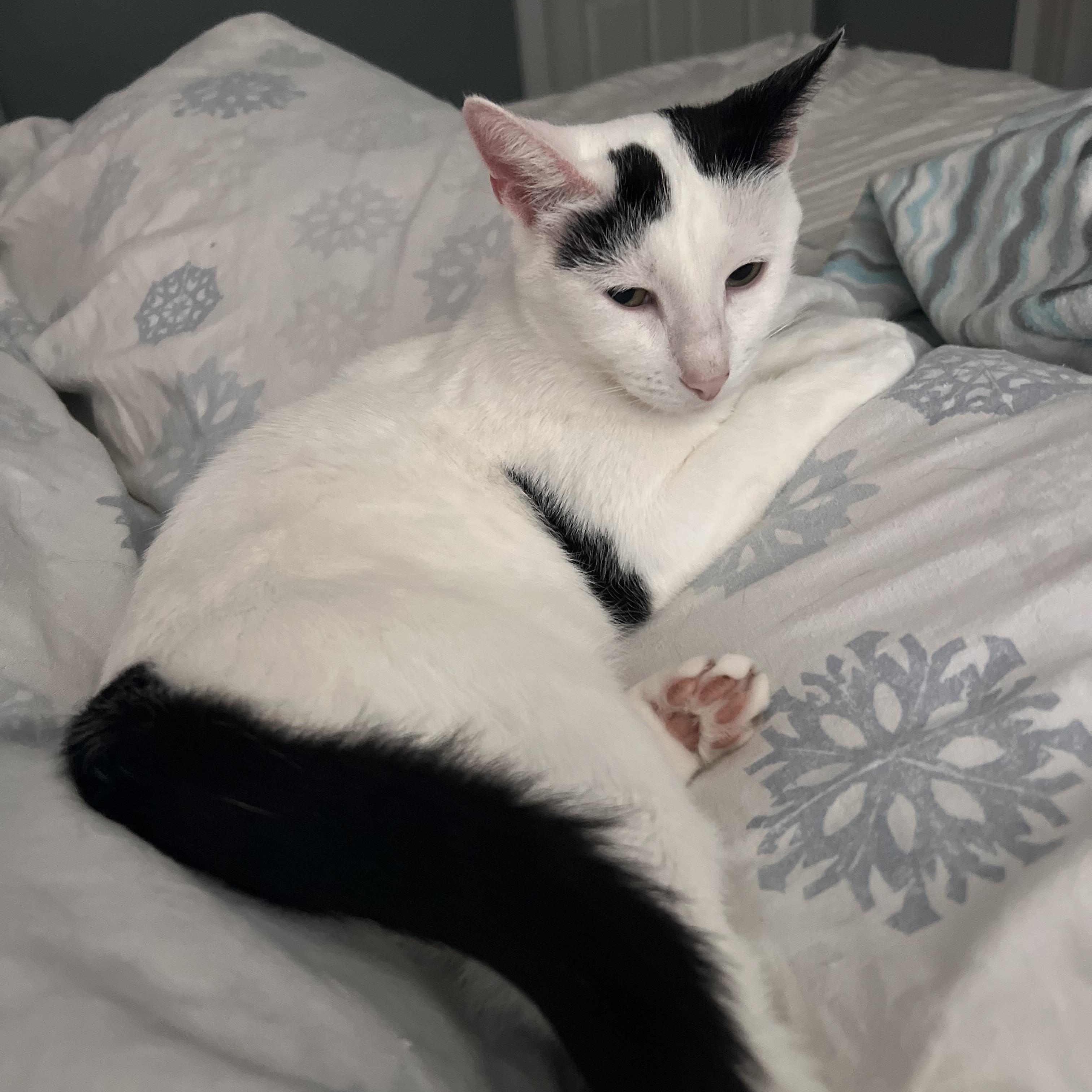 Elsa, Adoptable, Young Female Domestic Short Hair & Applehead Siamese.