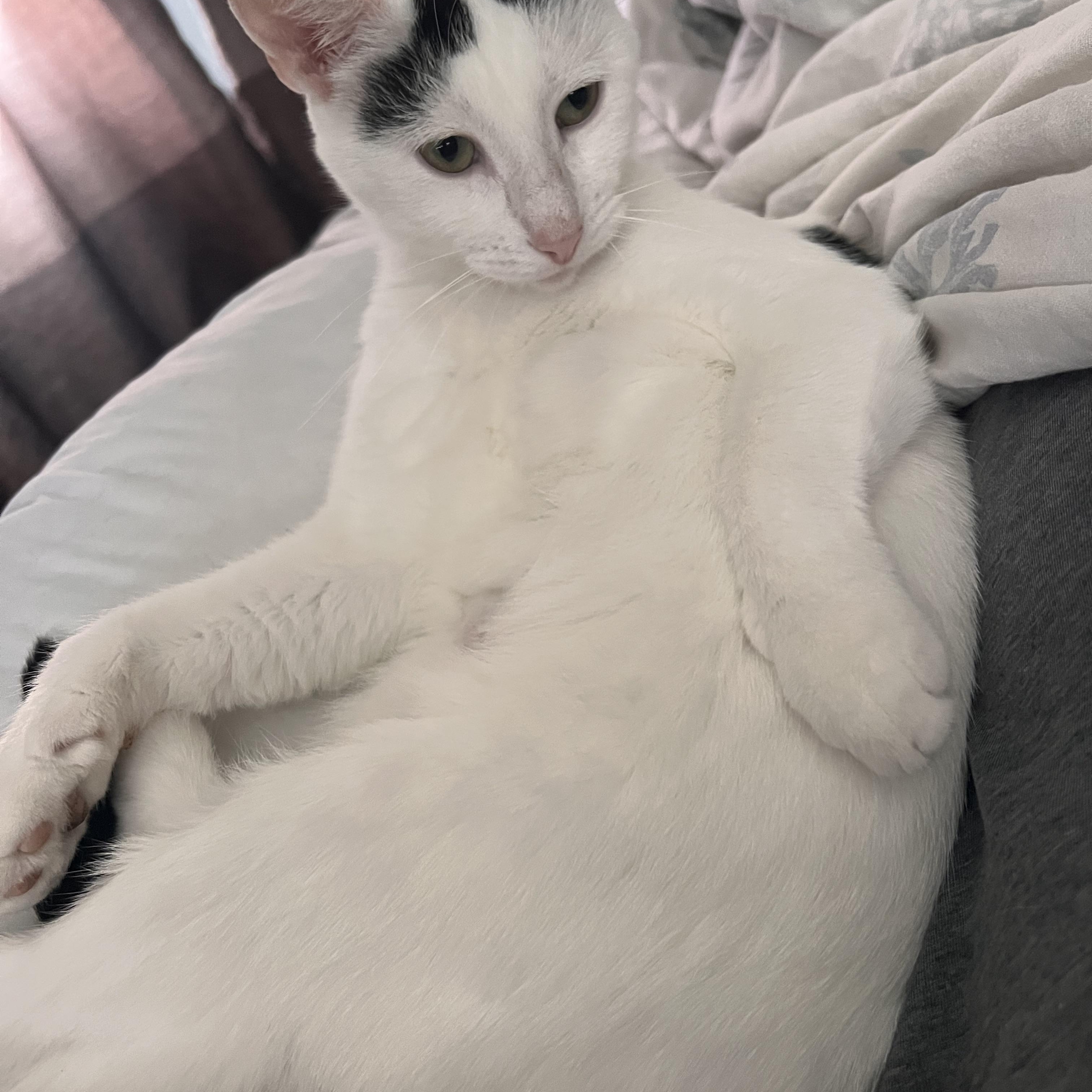 Enlarge Elsa, a Adoptable mixed breed in Shelby Township, MI image 2/4