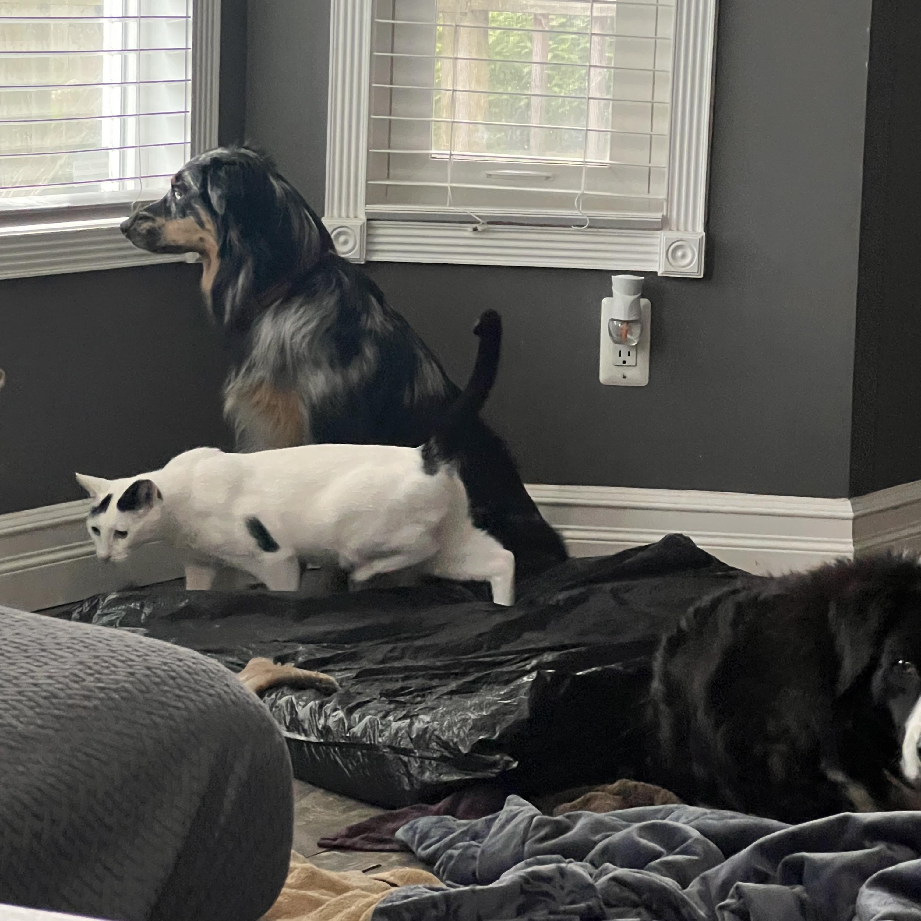 Enlarge Elsa, a Adoptable mixed breed in Shelby Township, MI image 3/4