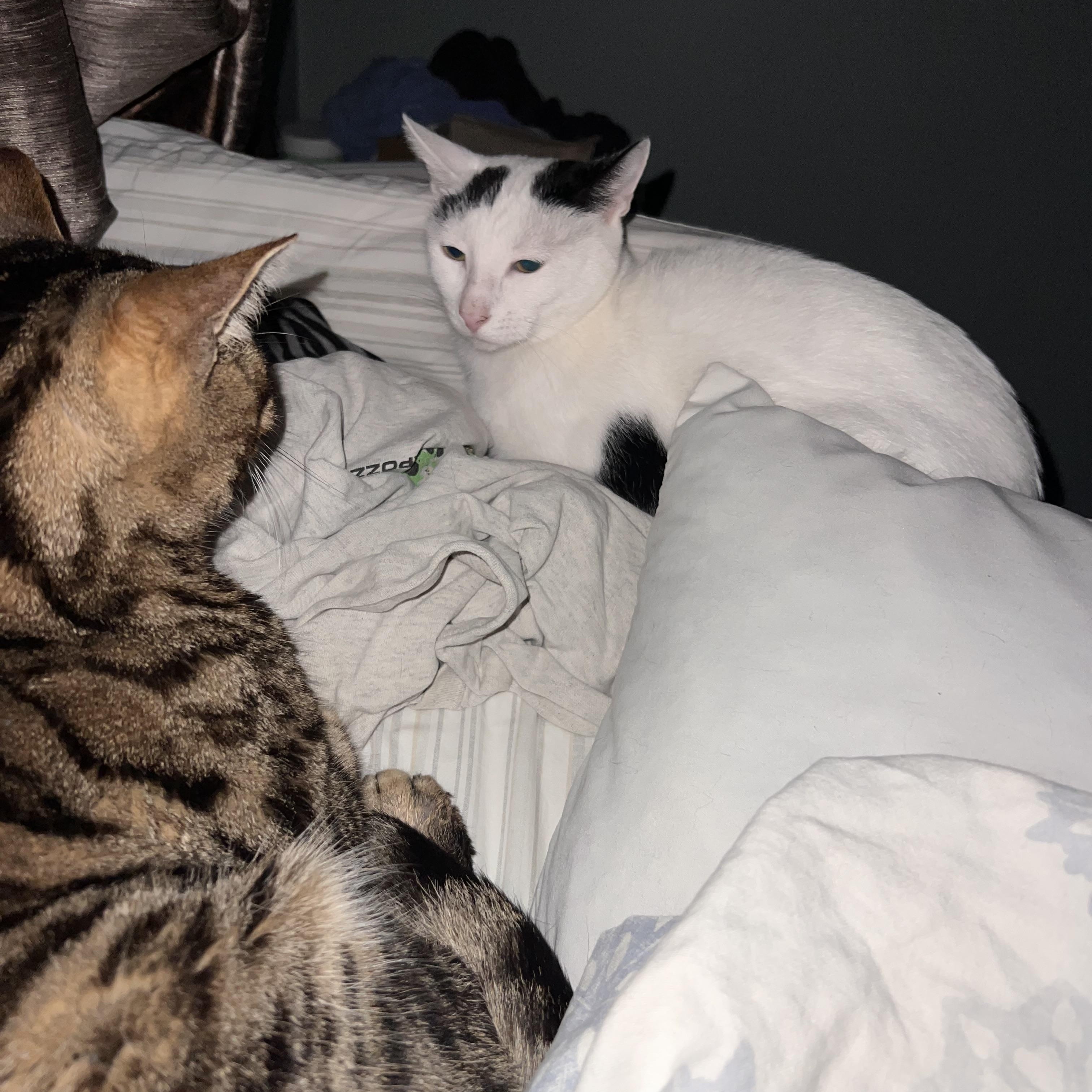 Enlarge Elsa, a Adoptable mixed breed in Shelby Township, MI image 4/4