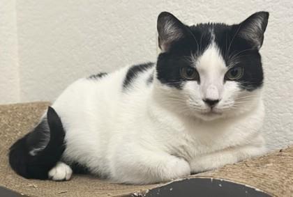 Enlarge Nadia, a Adoptable Domestic Short Hair in Phoenix, AZ image 1/3