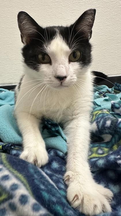 Enlarge Nadia, a Adoptable Domestic Short Hair in Phoenix, AZ image 1/3