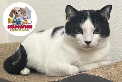 Enlarge Nadia, a Adoptable Domestic Short Hair in Phoenix, AZ image 2/3