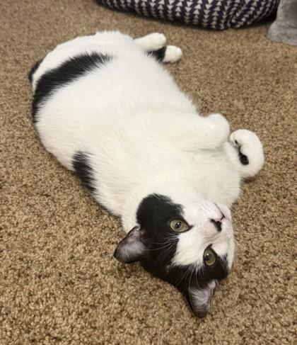 Enlarge Nadia, a Adoptable Domestic Short Hair in Phoenix, AZ image 3/3