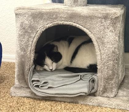 Enlarge Nadia, a Adoptable Domestic Short Hair in Phoenix, AZ image 2/3