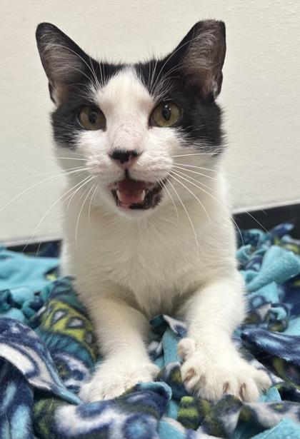 Enlarge Nadia, a Adoptable Domestic Short Hair in Phoenix, AZ image 3/3