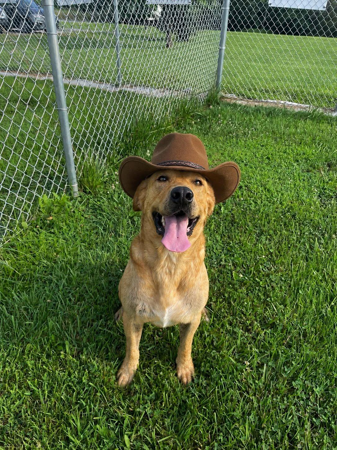 Roger, a ADOPTABLE Yellow Labrador Retriever in Sulphur, KY image 2/5