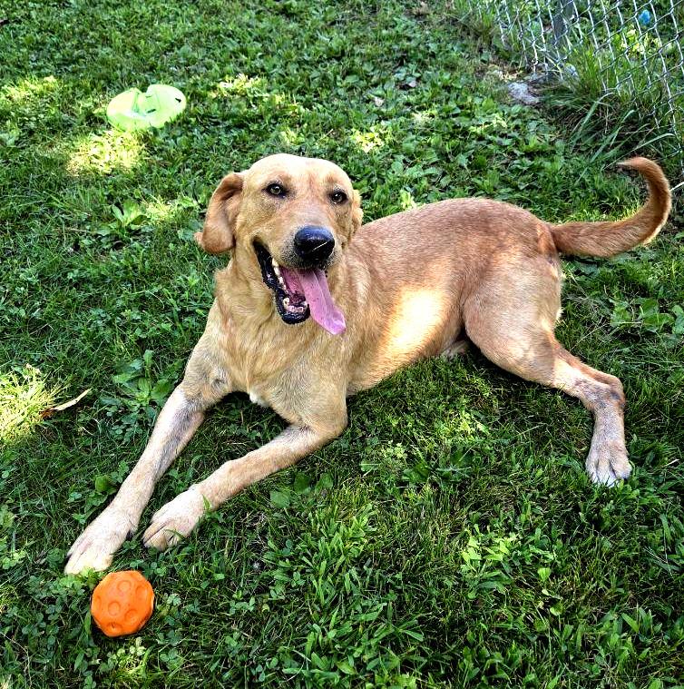 Roger, a ADOPTABLE Yellow Labrador Retriever in Sulphur, KY image 4/5