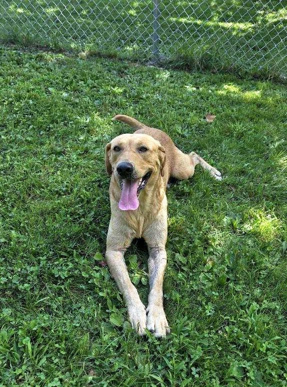 Roger, a ADOPTABLE Yellow Labrador Retriever in Sulphur, KY image 5/5