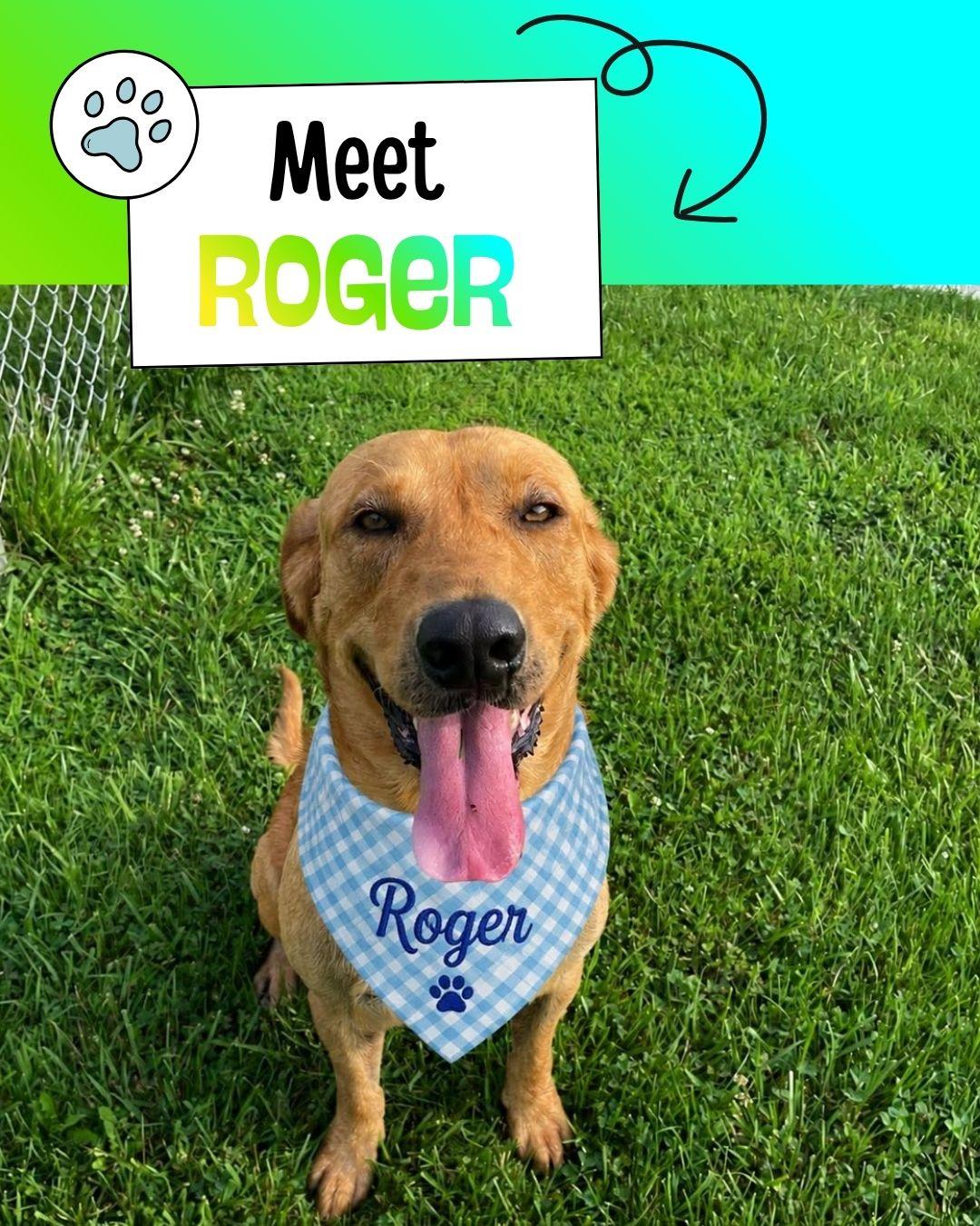 Roger, ADOPTABLE, Young Male Yellow Labrador Retriever.