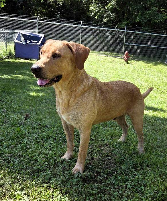 Roger, a ADOPTABLE Yellow Labrador Retriever in Sulphur, KY image 3/5