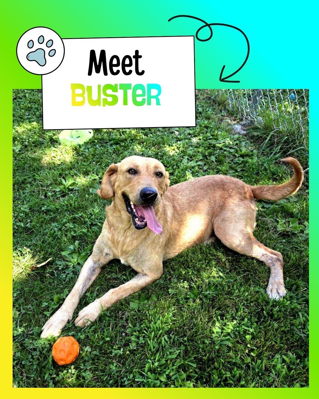 Buster, ADOPTABLE, Young Male Yellow Labrador Retriever.