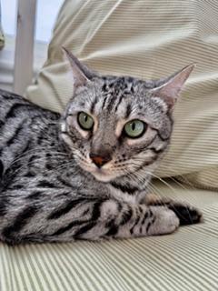 Enlarge Silver Male, an adopted Bengal in Cincinnati, OH image 3/6