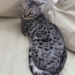 Enlarge Silver Male, an adopted Bengal in Cincinnati, OH image 4/6
