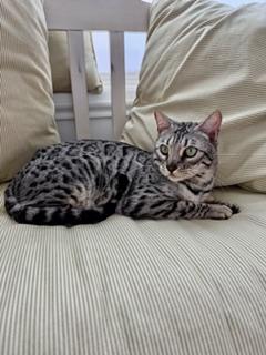 Enlarge Silver Male, an adopted Bengal in Cincinnati, OH image 2/6